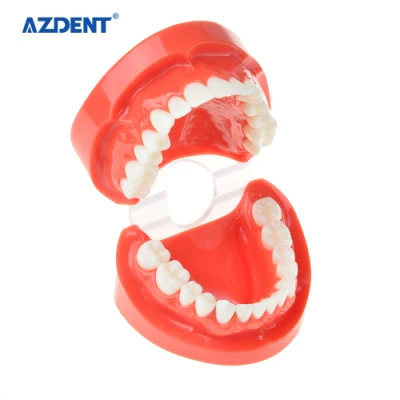 Modèle d'étude dentaire de taille standard Azdent de haute qualité / modèle de dents