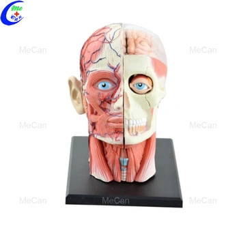 Modèle de tête humaine Anatomie Education Modèle 4D